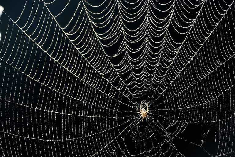 The Spiders Web